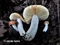 Russula laeta-amf173